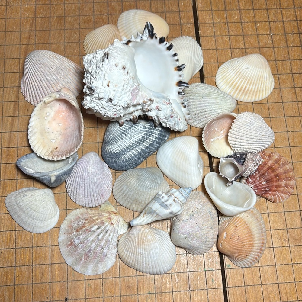 Murex 3.75”Lx3.25”Wx2.5”H Spikey White Brown Shell w Colorful Seashell Beach Mix